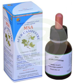 Msa Acer Campestre Buds Herboplanet