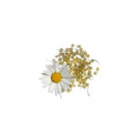 Camomila Doce 100Gr. Rosana (Diplan)