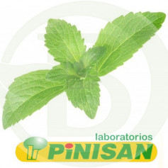 Stevia In Plant 40Gr. Pinisan