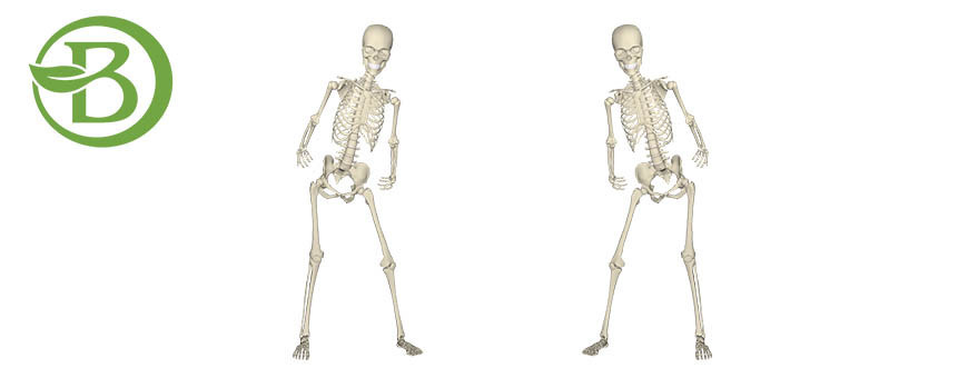 Osso e Sistema Articular