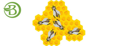 Própolis