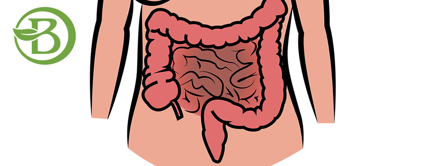 Transito Intestinal
